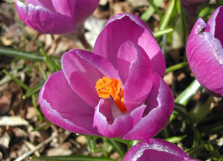 Crocus 263